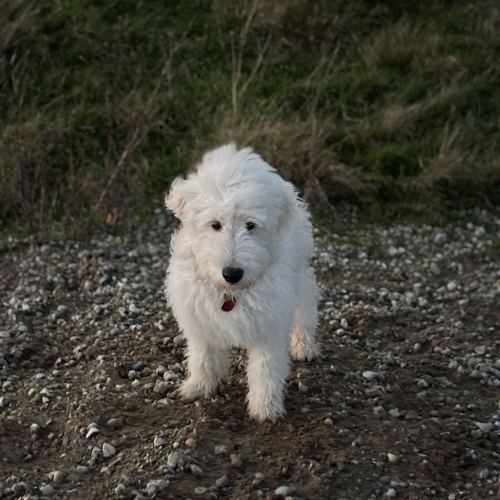 Nala - Devora Maskot (Golden Doodle)